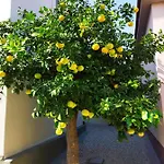 Nyaraló Nymphes *